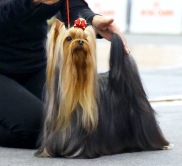 KISS ME HIP-HOP — Labaza DogPedigree YorkshireTerrier